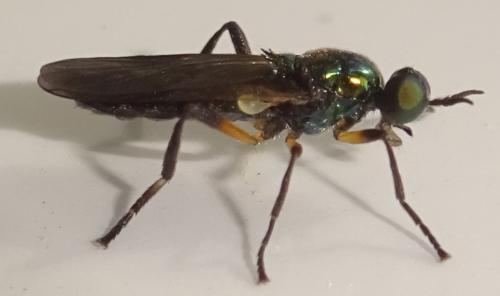Actina chalybea